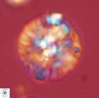 Chontriemfanisi apomnemoneumus 59358