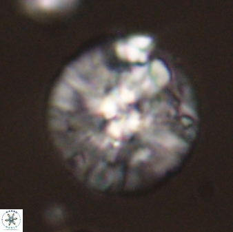 Chontriemfanisi apomnemoneumus 59359