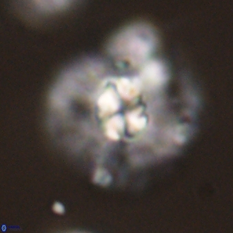Chontriemfanisi apomnemoneumus 59360