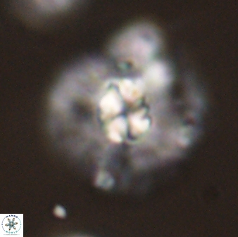 Chontriemfanisi apomnemoneumus 59360