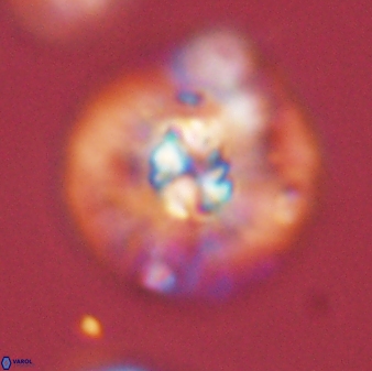 Chontriemfanisi apomnemoneumus 59361