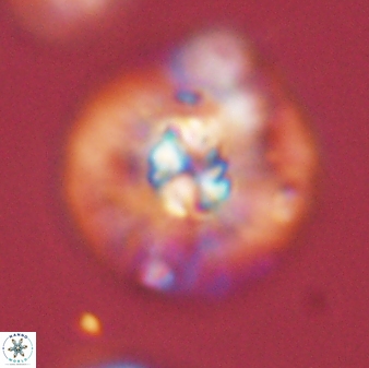 Chontriemfanisi apomnemoneumus 59361