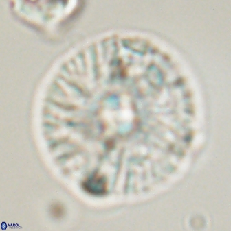 Chontriemfanisi apomnemoneumus 59362