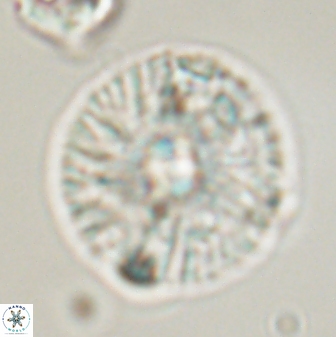 Chontriemfanisi apomnemoneumus 59362