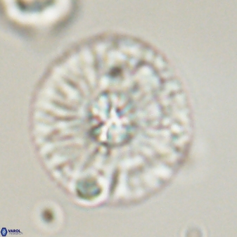 Chontriemfanisi apomnemoneumus 59364