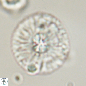 Chontriemfanisi apomnemoneumus 59364