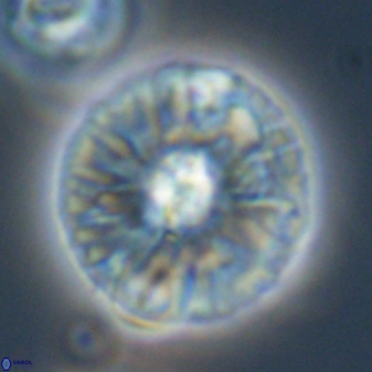 Chontriemfanisi apomnemoneumus 59366
