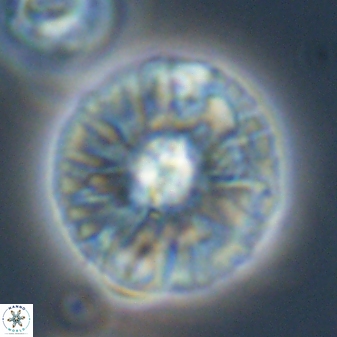 Chontriemfanisi apomnemoneumus 59366