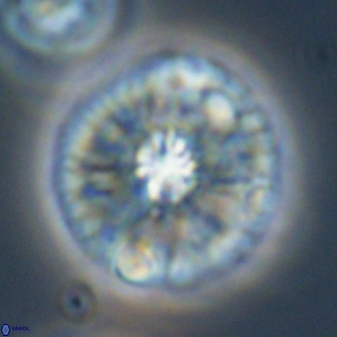 Chontriemfanisi apomnemoneumus 59367