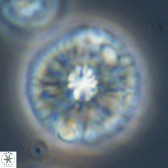 Chontriemfanisi apomnemoneumus 59367