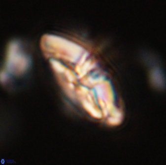 Chontriemfanisi apomnemoneumus 59373