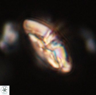 Chontriemfanisi apomnemoneumus 59373