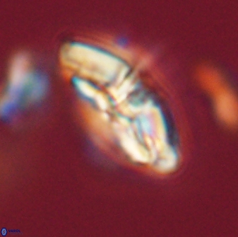 Chontriemfanisi apomnemoneumus 59374