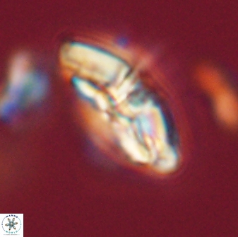 Chontriemfanisi apomnemoneumus 59374