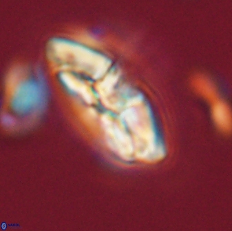 Chontriemfanisi apomnemoneumus 59375