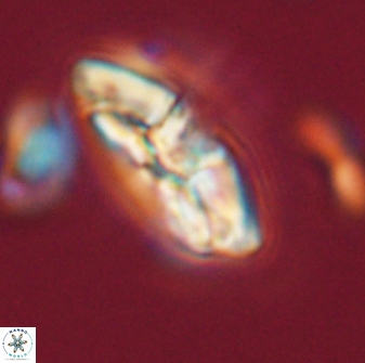 Chontriemfanisi apomnemoneumus 59375