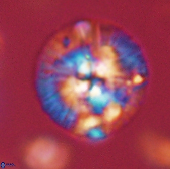 Chontriemfanisi apomnemoneumus 59379