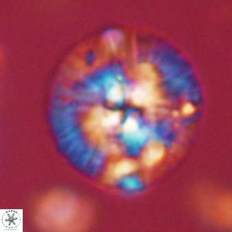 Chontriemfanisi apomnemoneumus 59379