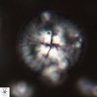 Chontriemfanisi apomnemoneumus 59380
