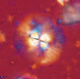 Chontriemfanisi apomnemoneumus 61368