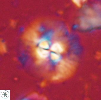 Chontriemfanisi apomnemoneumus 61368