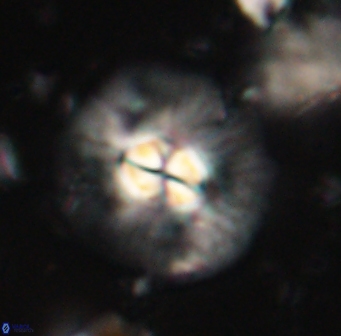 Chontriemfanisi apomnemoneumus 61369