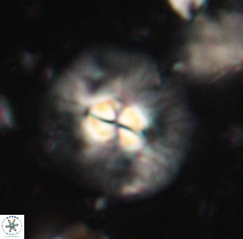 Chontriemfanisi apomnemoneumus 61369
