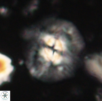 Chontriemfanisi apomnemoneumus 61370