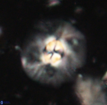 Chontriemfanisi apomnemoneumus 61373