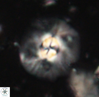 Chontriemfanisi apomnemoneumus 61373