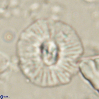 Chontriemfanisi apomnemoneumus 61374