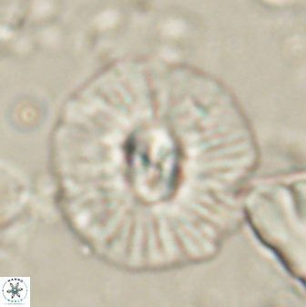 Chontriemfanisi apomnemoneumus 61374
