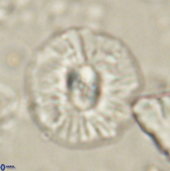 Chontriemfanisi apomnemoneumus 61376