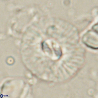 Chontriemfanisi apomnemoneumus 61377