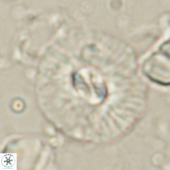 Chontriemfanisi apomnemoneumus 61377