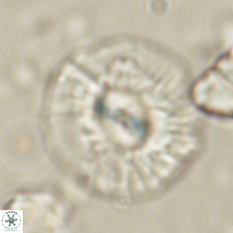 Chontriemfanisi apomnemoneumus 61378
