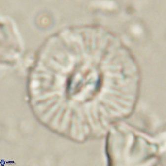 Chontriemfanisi apomnemoneumus 61379