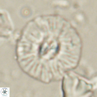 Chontriemfanisi apomnemoneumus 61379