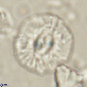 Chontriemfanisi apomnemoneumus 61380