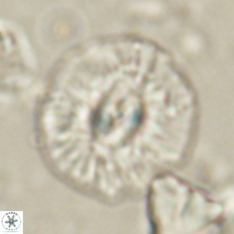 Chontriemfanisi apomnemoneumus 61380