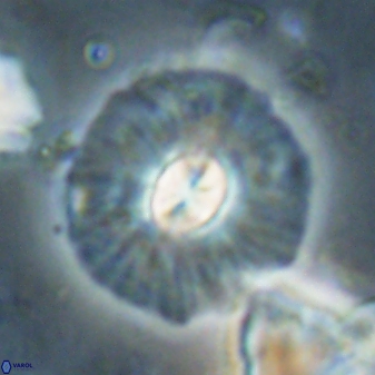 Chontriemfanisi apomnemoneumus 61381