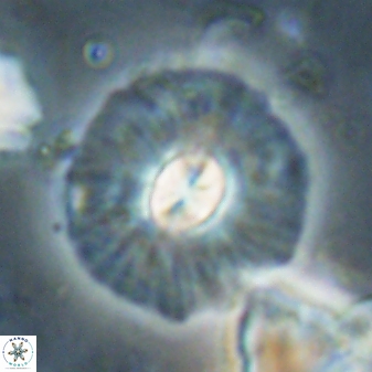 Chontriemfanisi apomnemoneumus 61381