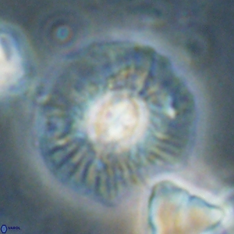 Chontriemfanisi apomnemoneumus 61382