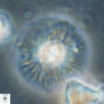 Chontriemfanisi apomnemoneumus 61382