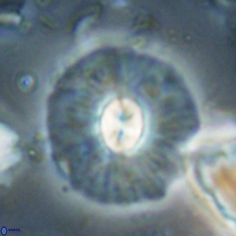 Chontriemfanisi apomnemoneumus 61383