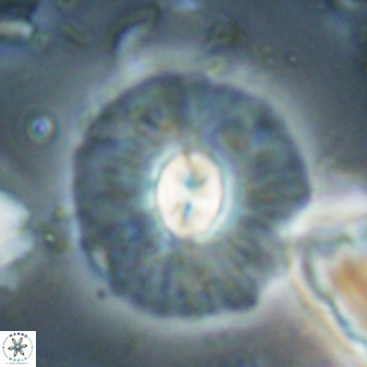 Chontriemfanisi apomnemoneumus 61383