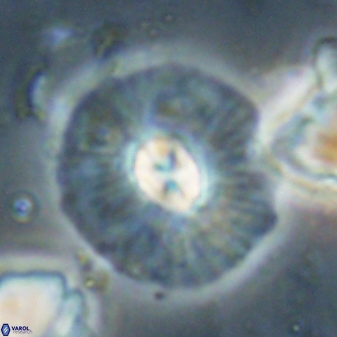 Chontriemfanisi apomnemoneumus 61385