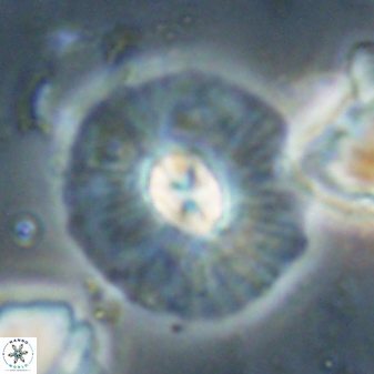 Chontriemfanisi apomnemoneumus 61385