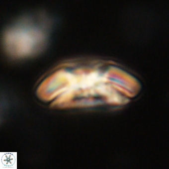 Chontriemfanisi apomnemoneumus 69509