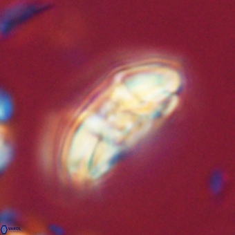 Chontriemfanisi apomnemoneumus 69511